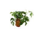 Monstera Minima (Mini-Monstera) – Ø 12 cm, 30 cm hoch