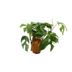 Monstera Minima (Mini-Monstera) – Ø 12 cm, 30 cm hoch