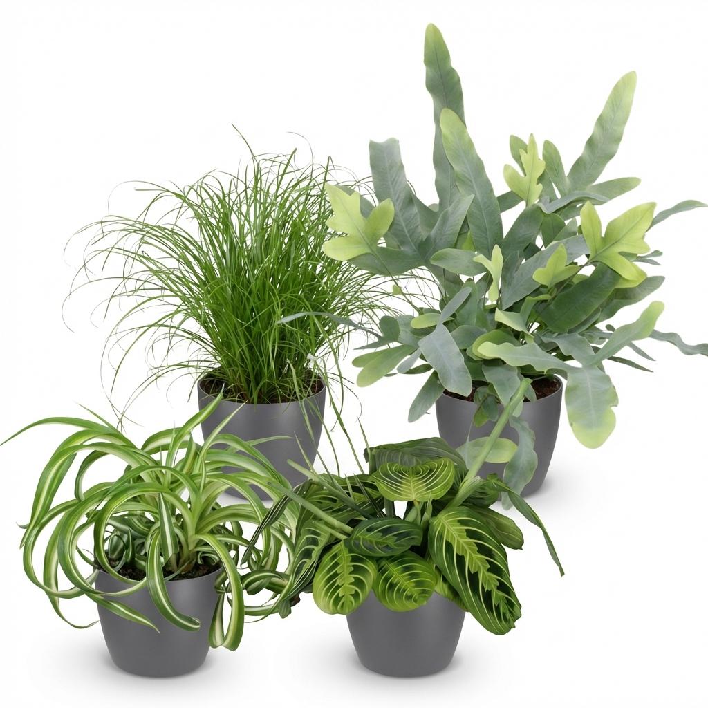 4× Maranta (bedplant) i Potter-pyntepotte grå – Ø12 cm, 25 cm høj – billede 2
