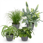 4× Maranta (bedplant) i Potter-pyntepotte grå – Ø12 cm, 25 cm høj