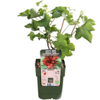 Redcurrant (Ribes uva-crispa) organic – 3 plants, Ø13 cm, 20 cm high
