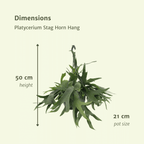 Platycerium Hertshoorn Hang (hertshoornvaren) – Ø21 cm, 50 cm hoog