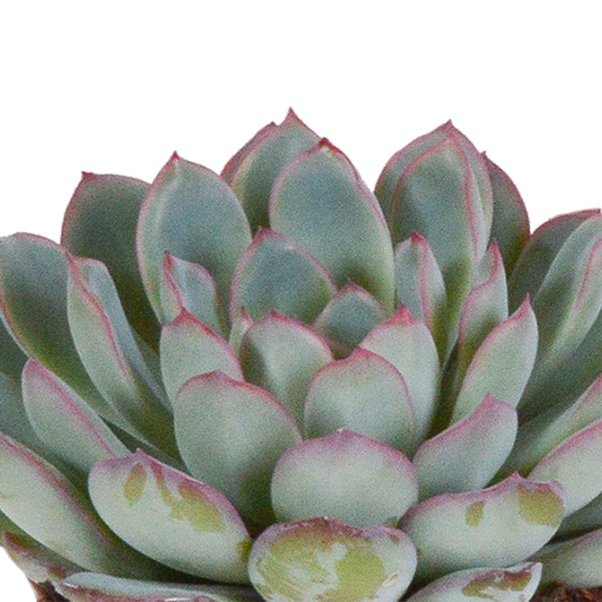 Echeveria mix in witte pot – Ø9 cm, 15 cm hoog
