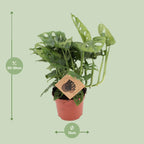 Monstera Monkey (gatenplant) – Ø12 cm, 30 cm hoog