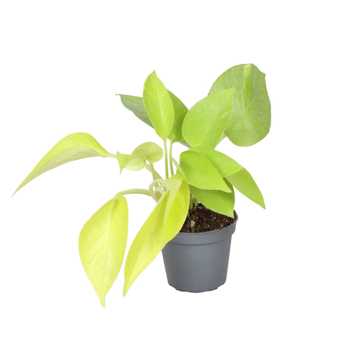 Philodendron Neon – Ø6 cm, 15 cm høj