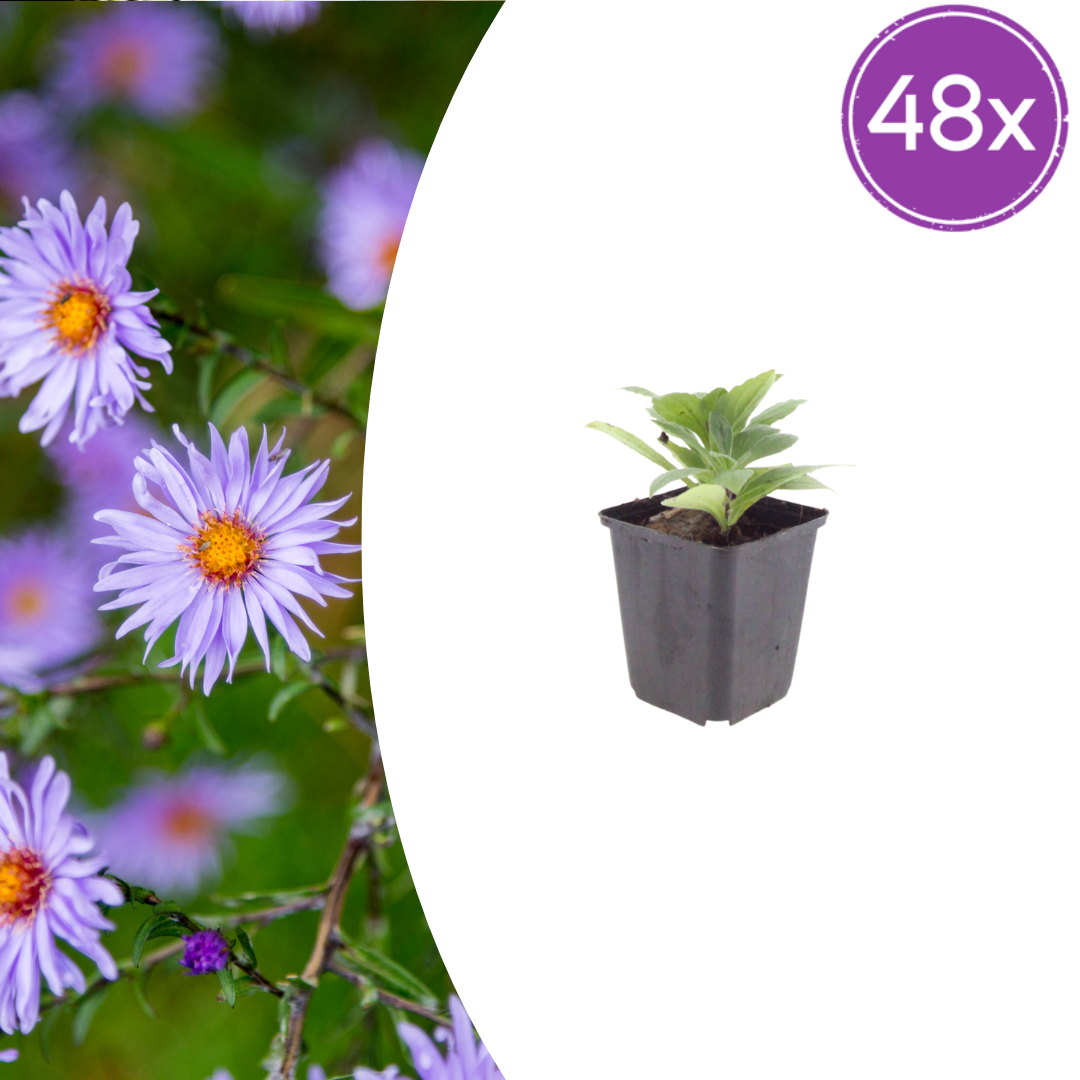 Aster frikartii 'Monch' – 48 Pflanzen, Ø9 cm, 10–25 cm hoch