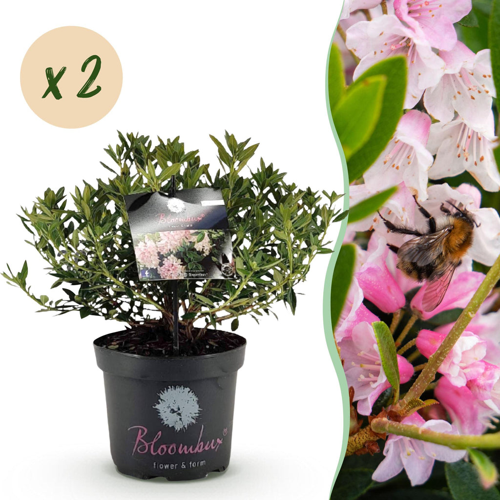 Rhododendron 'Bloombux Light Pink' (rhododendron) – 2 plantes, Ø23 cm, 45–55 cm de haut