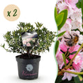 Rhododendron 'Bloombux Light Pink' (rhododendron) – 2 plantes, Ø23 cm, 45–55 cm de haut
