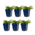 Phlox 'MacDaniel’s Cushion' (flame flower) – dark pink – 6 plants, Ø11 cm, 15–25 cm high