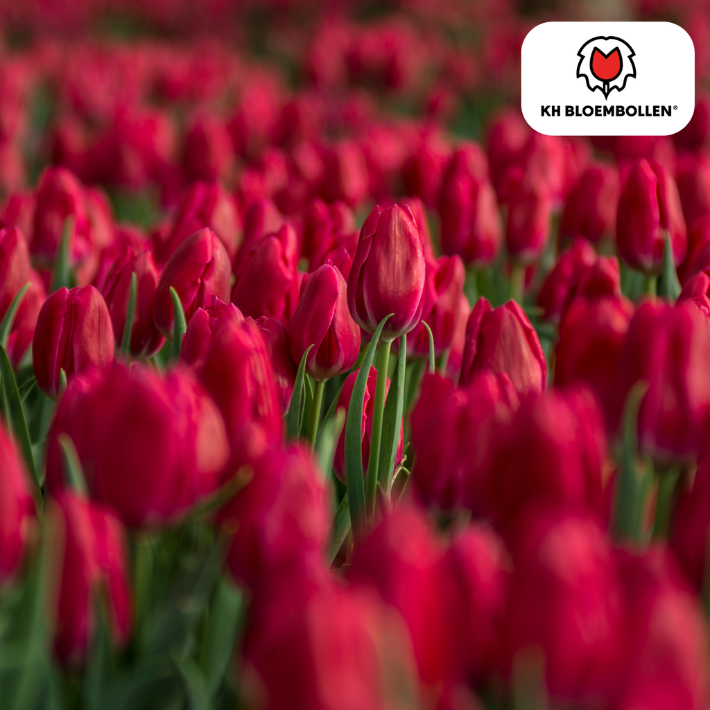 Tulpe 'Ile de France' – 20 Blumenzwiebeln (Zwiebelgröße 11/12)