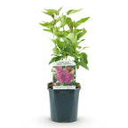 Syringa vulgaris 'Ludwig Spath' (lierre des Indes) – violet – Ø17 cm, 45 cm de haut