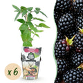 Rubus 'Thornfree' (braam) – 6 planten, Ø9 cm, 35 cm hoog