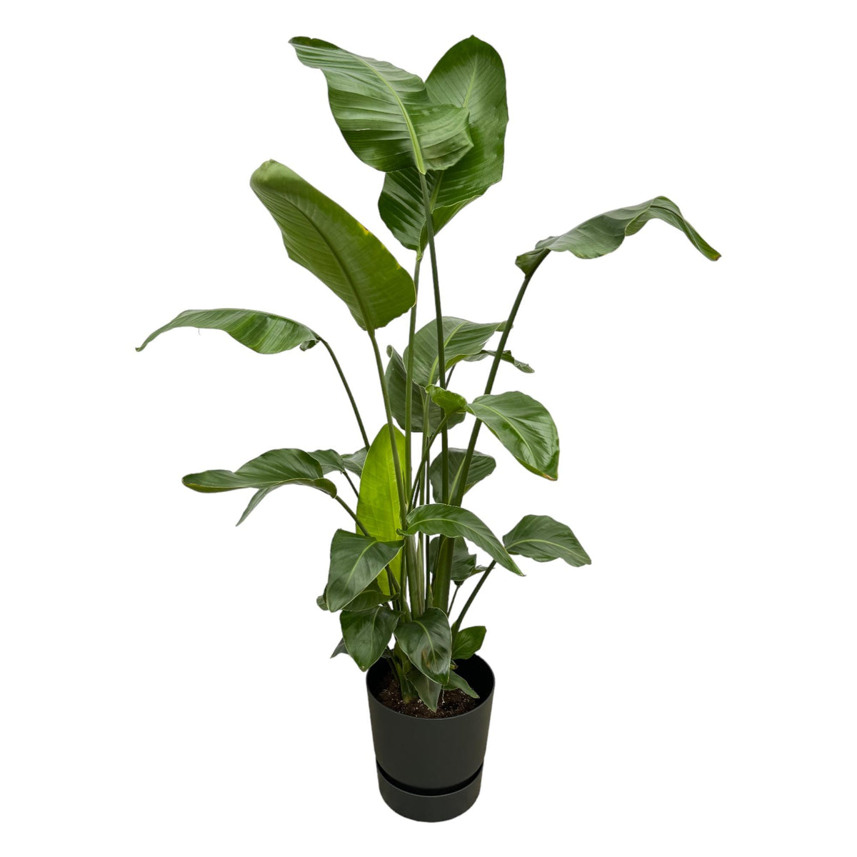 Strelitzia nicolai (white bird of paradise) in Greenville Round decorative pot black – Ø30 cm, 160 cm high