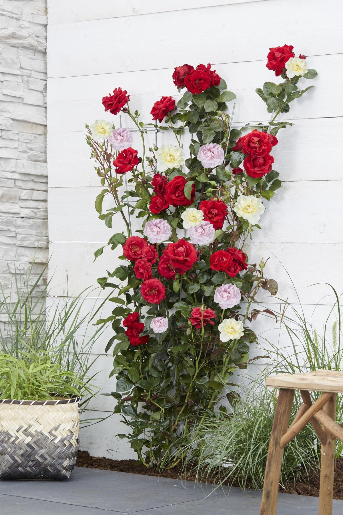 Rosa 'Crazy' (pink rose) – Ø15 cm, 65 cm high – photo 3