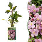 Clematis montana 'Mayleen' (Waldrebe) – hellrosa – Ø9 cm, 35 cm hoch