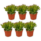 6× Crassula ovata (Jade-Pflanze) – Ø 12 cm, 16 cm hoch