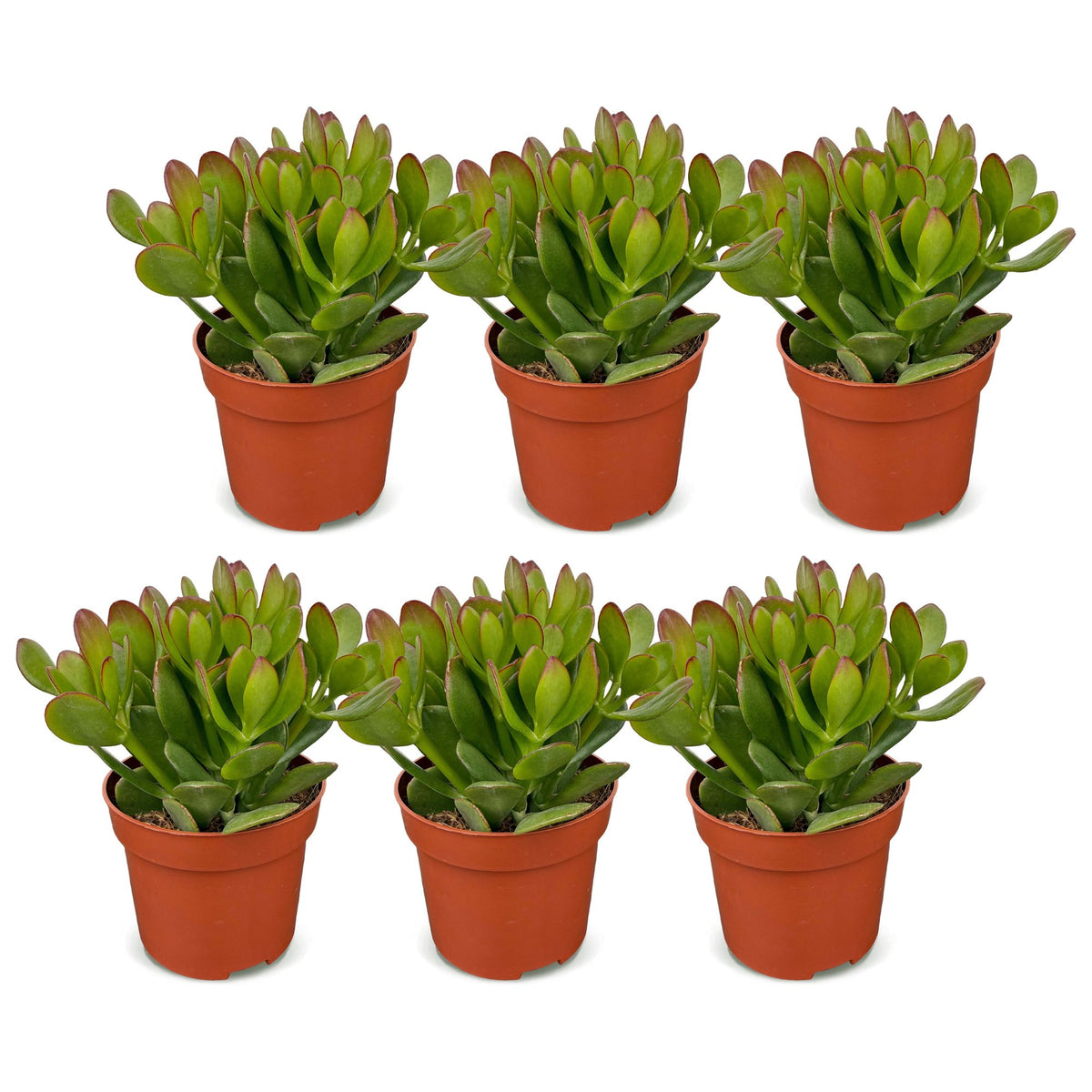 6× Crassula ovata (Jade-Pflanze) – Ø 12 cm, 16 cm hoch – Bild 2