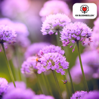 Sierui (Allium carolinianum) – 15 blomsterløg