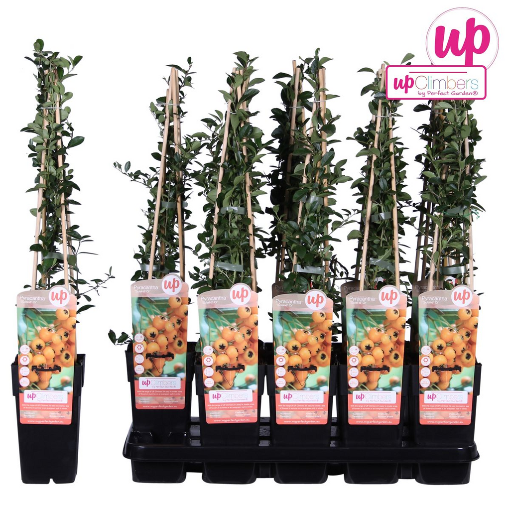 Pyracantha 'Soleil DOr' (Feuerdorn) – Ø15 cm, 65 cm hoch – Bild 6