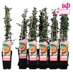 Pyracantha 'Soleil DOr' (Feuerdorn) – Ø15 cm, 65 cm hoch