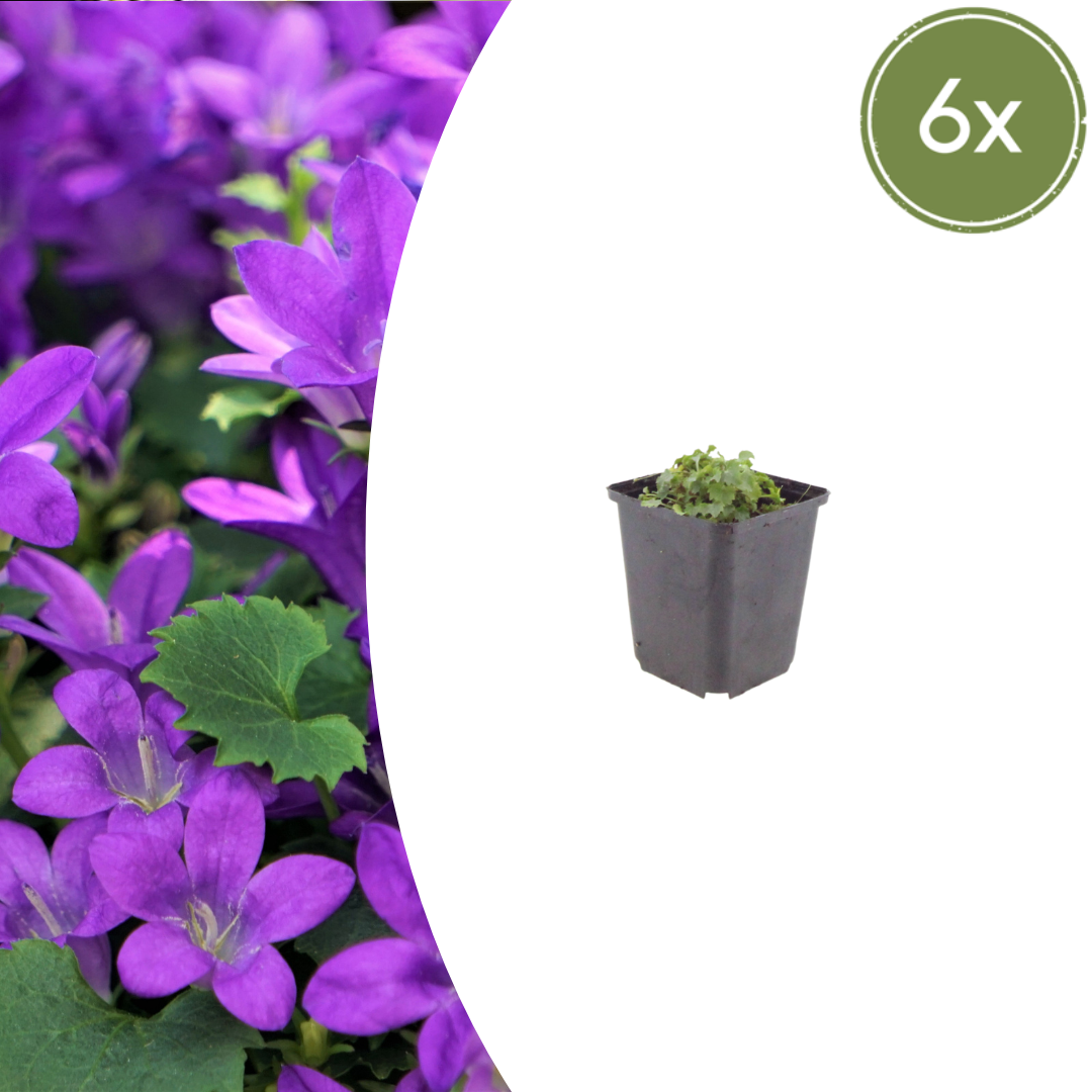 Campanula portenschlagiana (klokjesbloem) – 6 planten, Ø9 cm, 10–25 cm hoog
