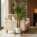 Yucca elephantipes dans pot décoratif blanc de Potter – Ø21 cm, 90 cm de haut