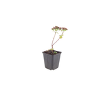 Sedum 'Matrona' (auritricole) – 12 plantes, Ø9 cm, 10–25 cm de haut