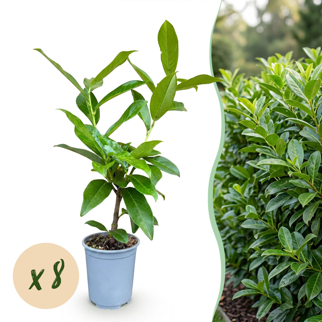 Prunus laurocerasus 'Novita' (laurierkers) – 8 planten, Ø9 cm, 25–35 cm hoog