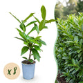 Prunus laurocerasus 'Novita' (laurierkers) – 8 planten, Ø9 cm, 25–35 cm hoog