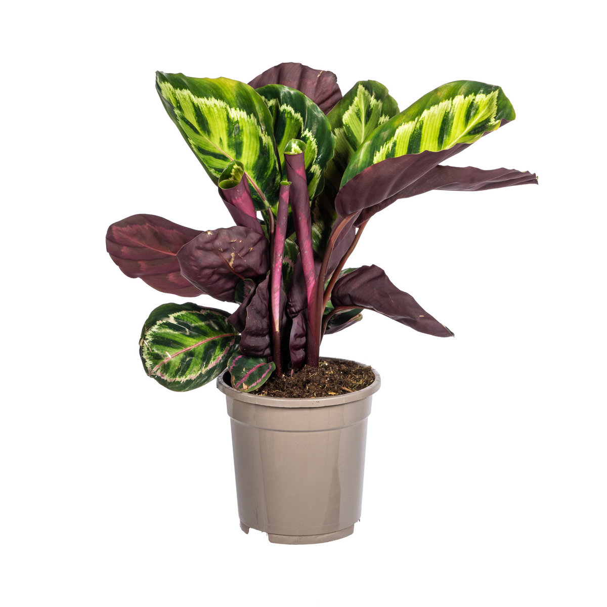 Calathea Roseopicta – Ø17 cm, 40–50 cm de haut
