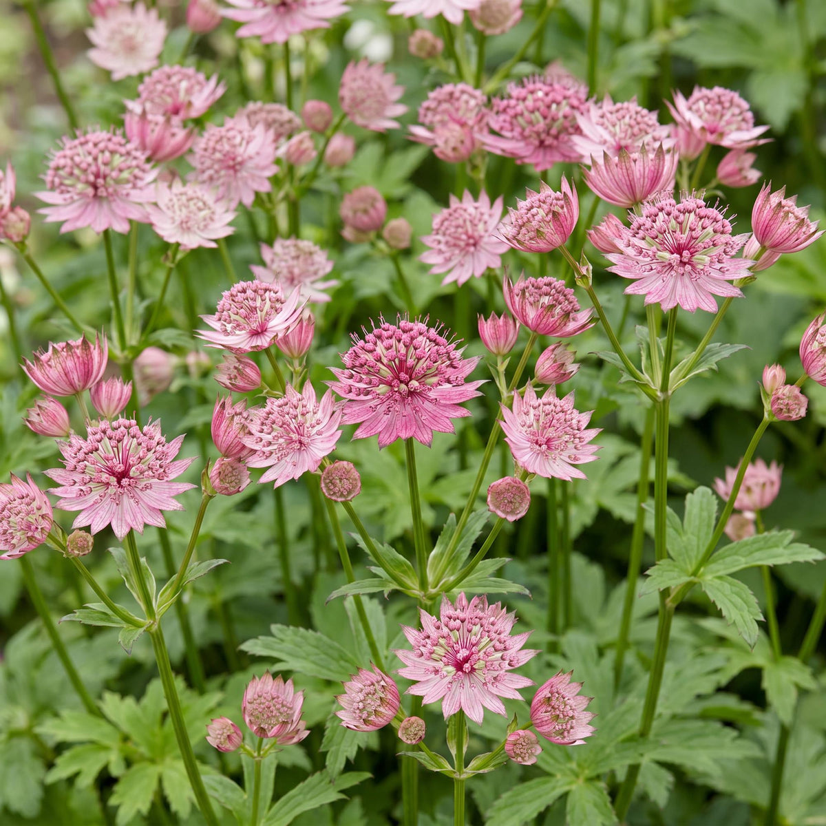 Astrantia major (sterrenkruid) – roze-wit – 12 planten, Ø11 cm, 15–25 cm hoog – foto 5