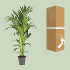 Howea forsteriana (kentiapalm) – Ø21 cm, 130 cm hög