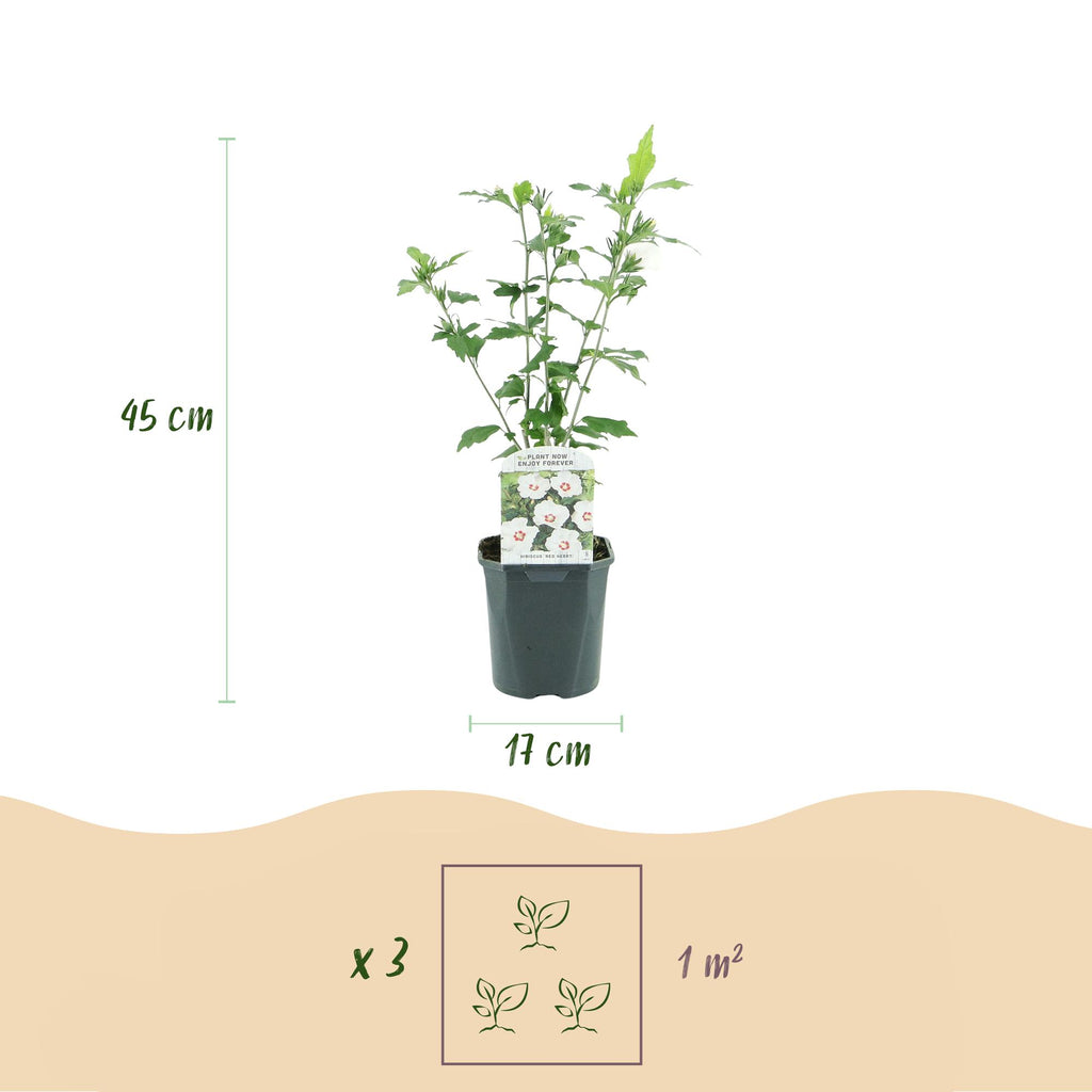 Hibiscus syriacus 'Red Heart' (hibiscus de jardin) – blanc-rouge – 3 plants, Ø17 cm, 45 cm de haut – photo 3