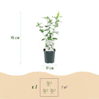 Hibiscus syriacus 'Red Heart' (hibiscus de jardin) – blanc-rouge – 3 plants, Ø17 cm, 45 cm de haut