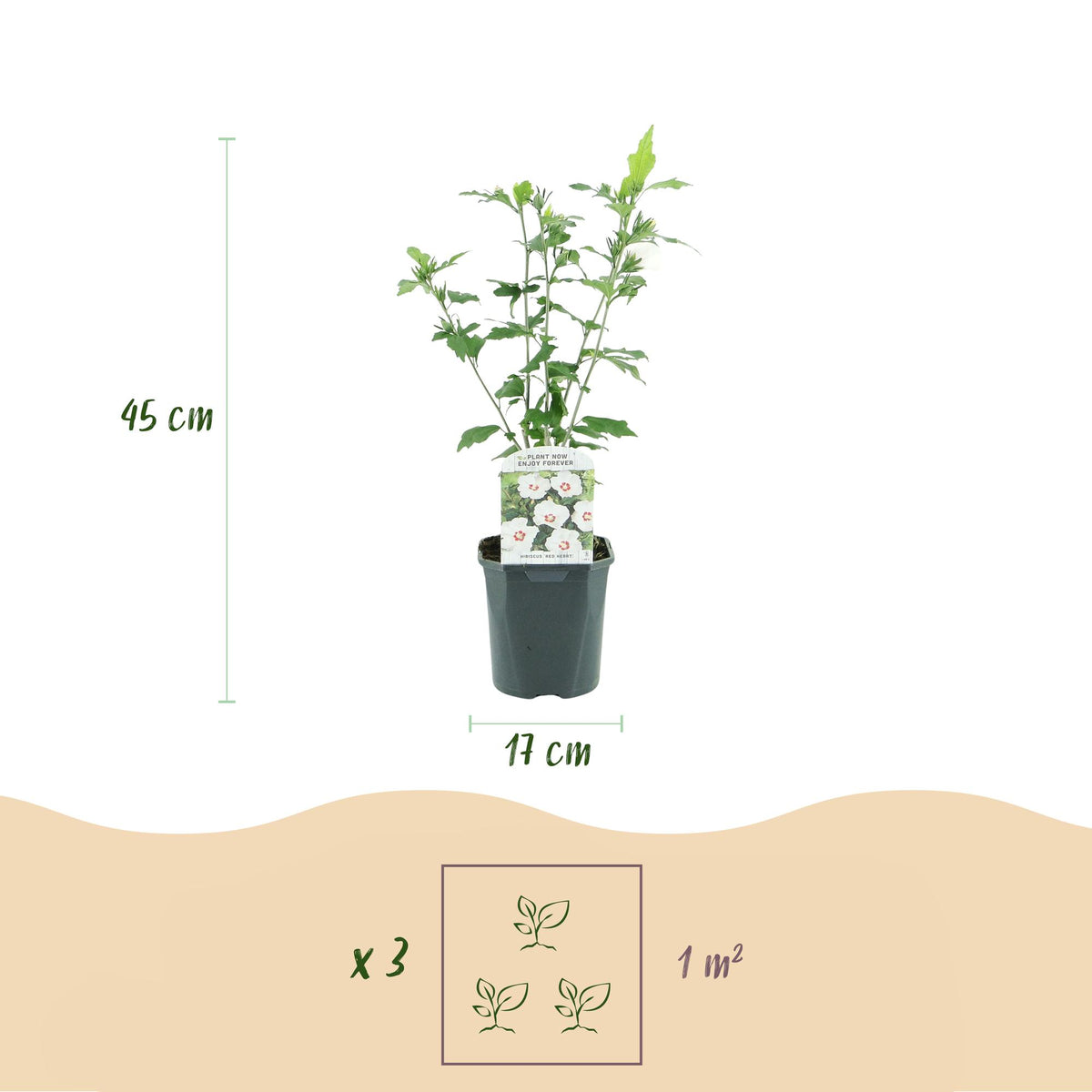 Hibiscus syriacus 'Red Heart' (hibiscus de jardin) – blanc-rouge – 3 plants, Ø17 cm, 45 cm de haut – photo 3