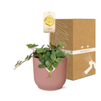 Peperomia ‘Hope’ in ELHO Vibes Fold 14cm roze – 15 cm hoog