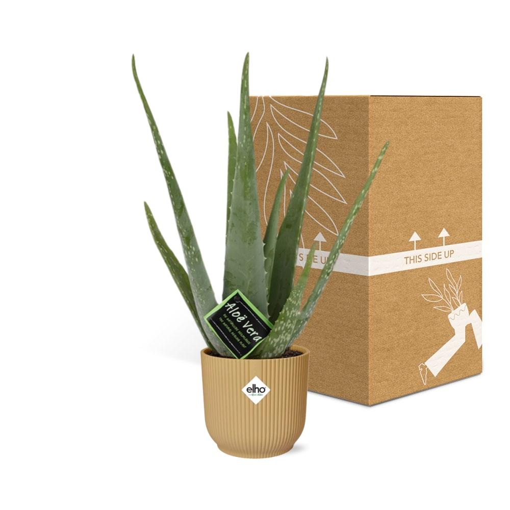 Aloe Vera 12cm in ELHO Vibes Fold 14cm gelb – 40 cm hoch