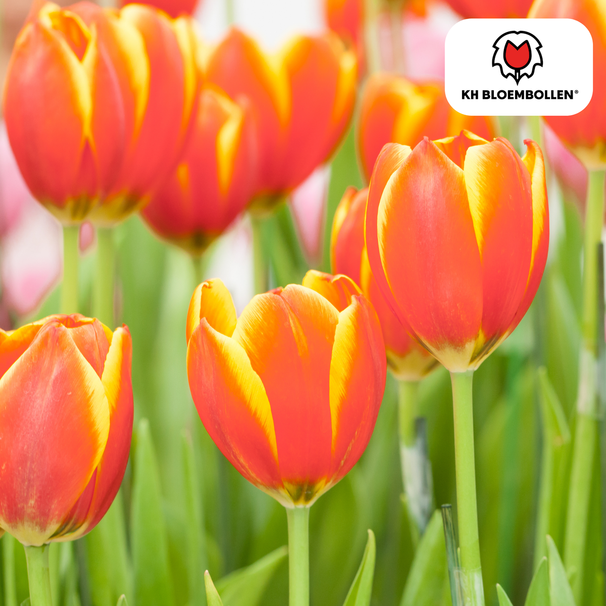 Tulipan 'Dow Jones' – 20 blomsterløg (løgstørrelse 11/12)