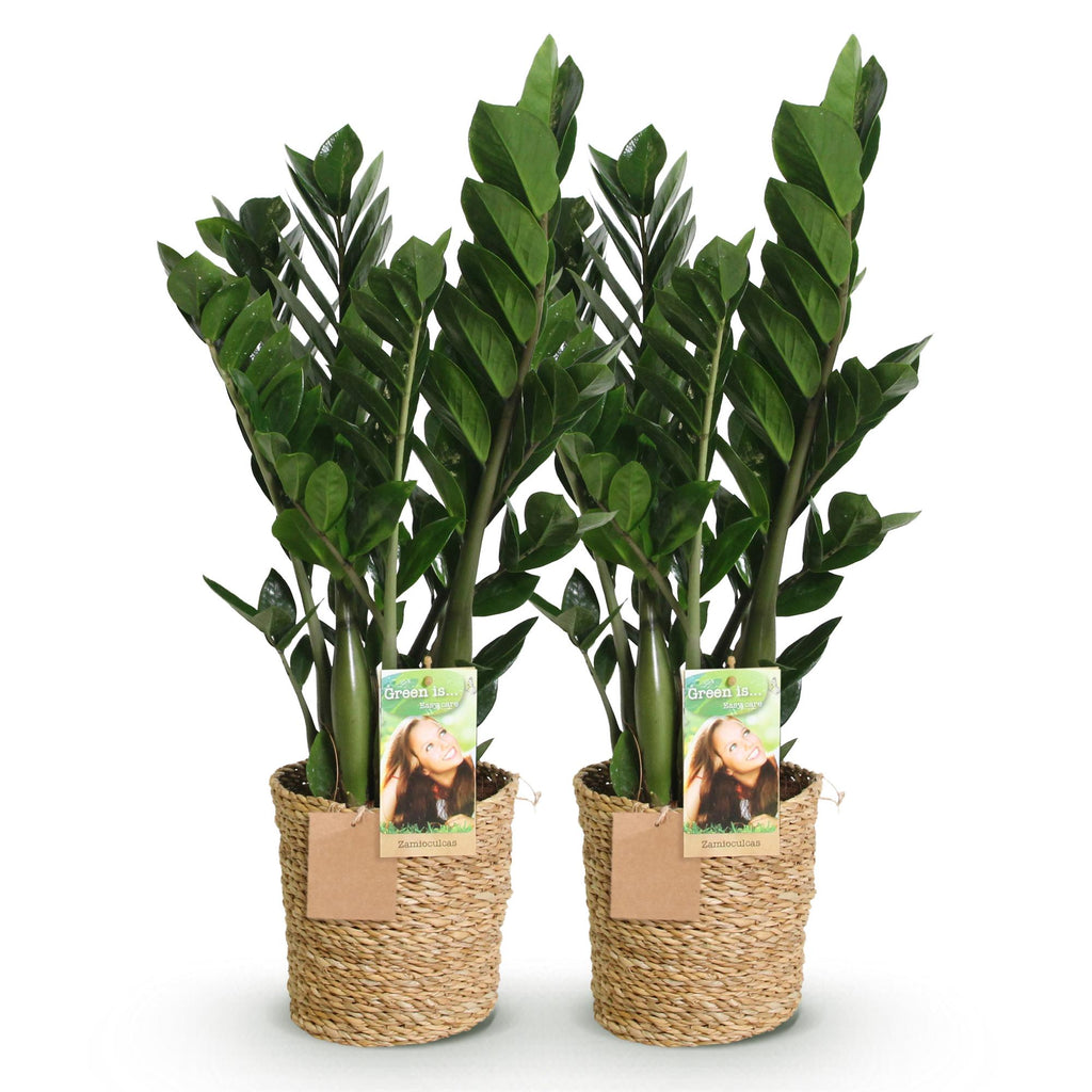 2× Zamioculcas (zz-plant) met mand – Ø17 cm, 65–75 cm hoog
