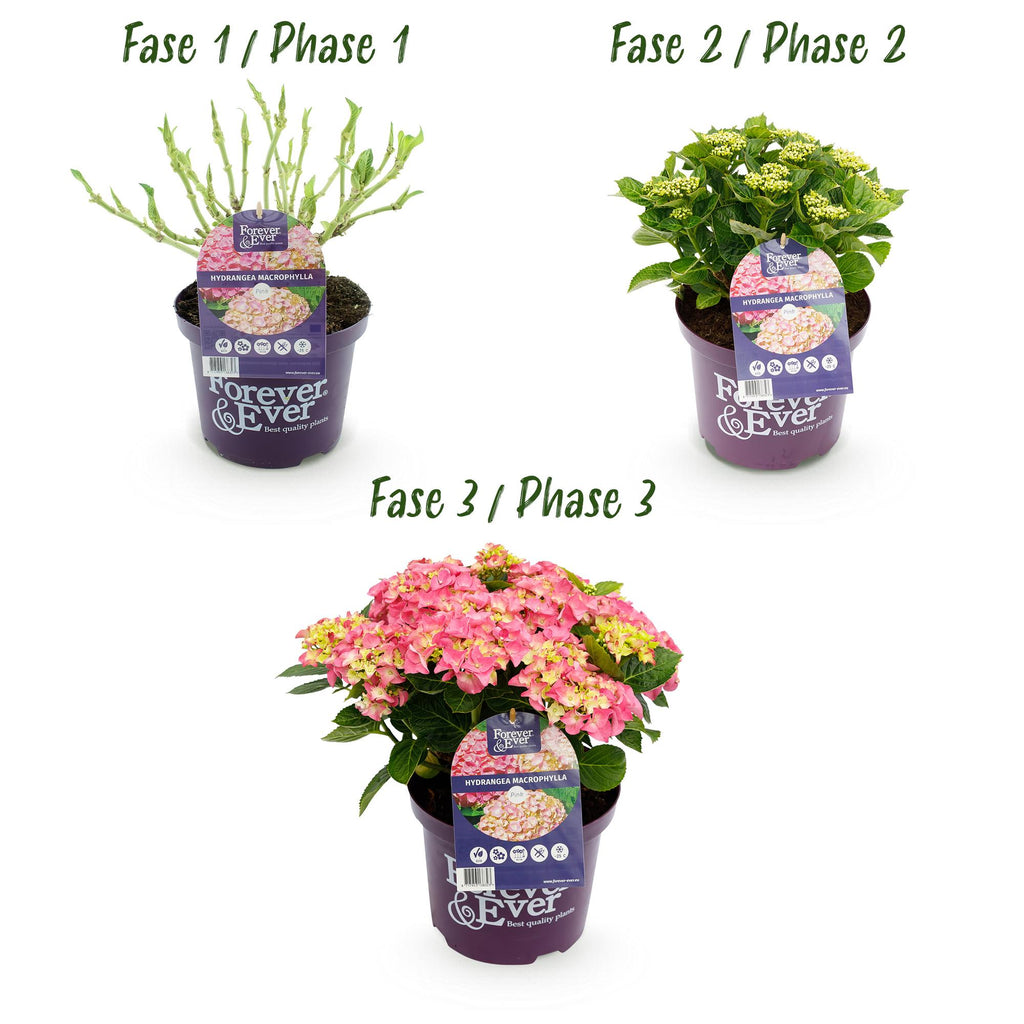 Hydrangea 'Forever &amp; Ever' (Hortensie) – rosa – 2 Pflanzen, Ø 23 cm, 55 cm hoch – Bild 4