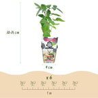 Rubus 'Thornfree' (Brombeere) – 3 Pflanzen, Ø9 cm, 35 cm hoch