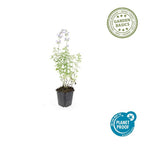Nepeta 'Walker’s Low' (catmint) – 60 plants, Ø9 cm, 10–25 cm high