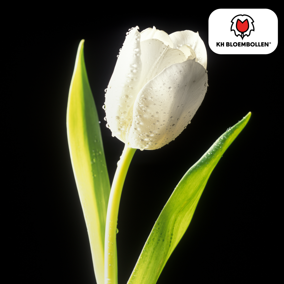 Tulp 'Catherina' – 20 bloembollen (bolmaat 11/12)