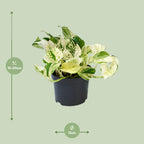 Epipremnum Happy Leaf (Scindapsus) – Ø 12 cm, 15 cm hoch