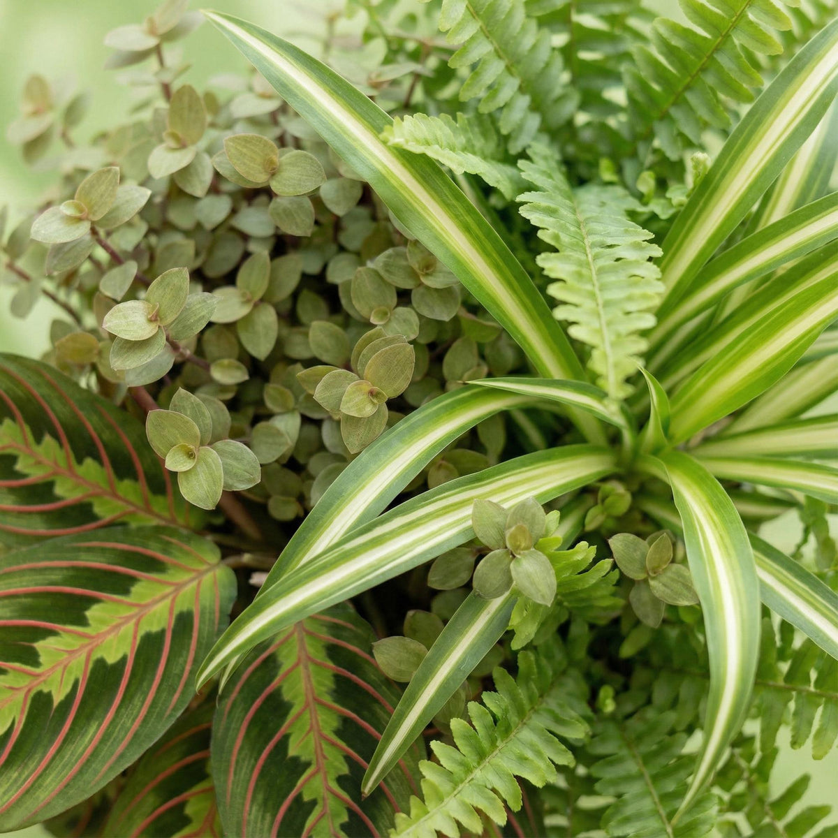 4× Callisia in Potter-sierpot grijs – Ø12 cm, 25 cm hoog