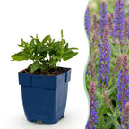 Salvia nemorosa 'Sense Deep Blue' (sage) – purple – 12 plants, Ø11 cm, 15–25 cm high