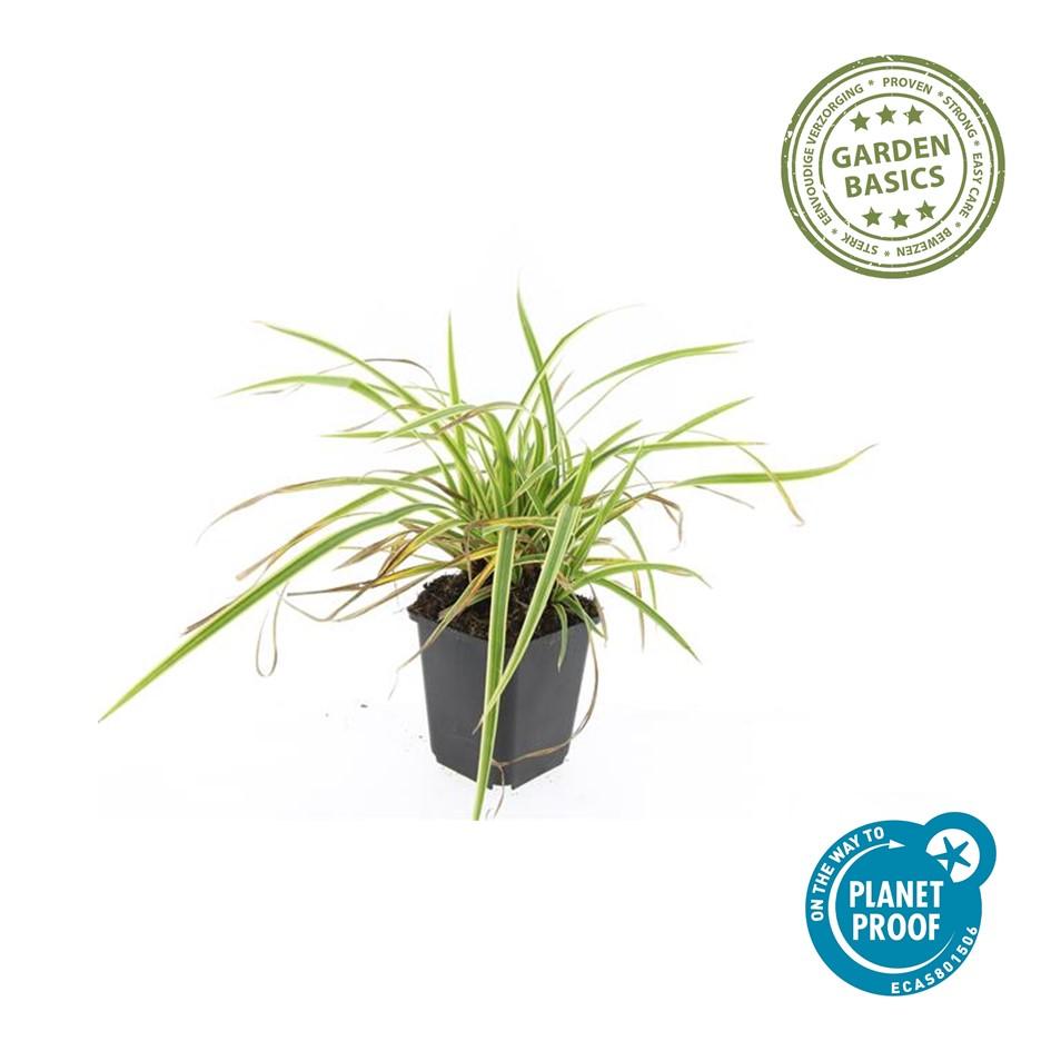 Carex morrowii 'Aureovariegata' (Segge) – 24 Pflanzen, Ø9 cm, 10–25 cm hoch – Bild 4