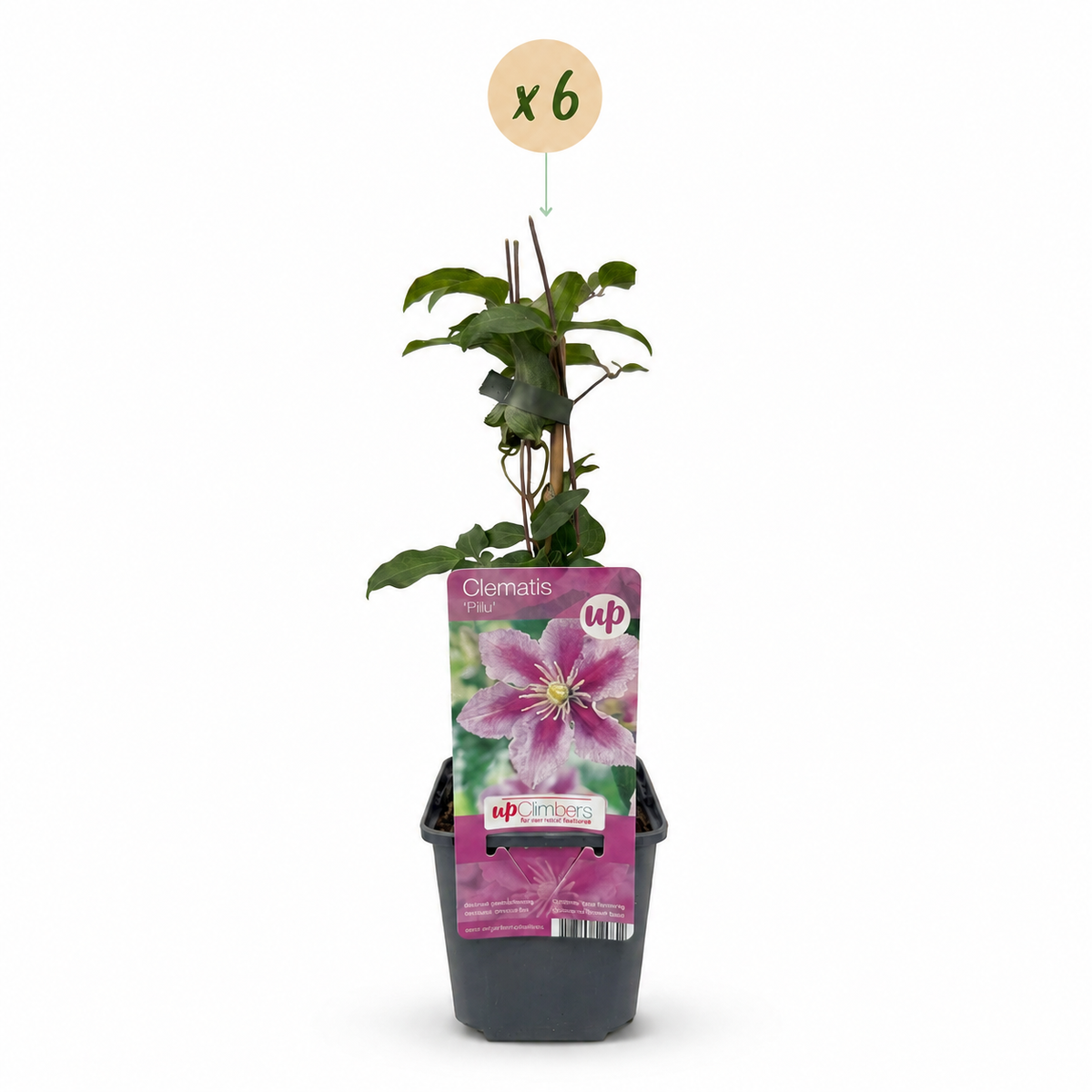 Clematis 'Piilu' (bosrank) – wit-roze – 6 planten, Ø9 cm, 35 cm hoog