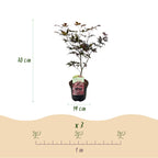 Acer palmatum 'Bloodgood' (japansk ahorn) – rød – Ø19 cm, 70 cm høj