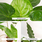 Alocasia Lauterbachiana (oreille d'éléphant) – Ø19 cm, 75 cm de haut – cucullata